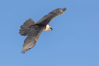 Good prospects for bearded vultures