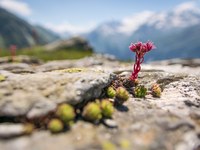 Under the magnifying glass