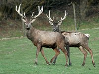 Distribution and connectivity of the Red Deer (Cervus elaphus) in the Alps