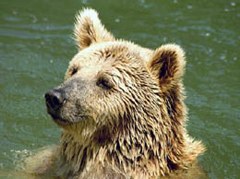 Distribution and connectivity of the Brown Bear (Ursus arctos) in the Alps