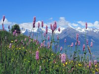 La nature dans les Alpes : appréciée et menacée