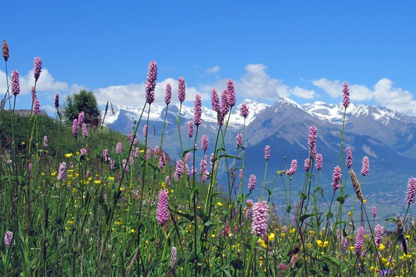 La nature dans les Alpes : appréciée et menacée