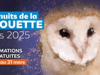 Célébrez les nuits de la chouette   avec la LPO AuRA !