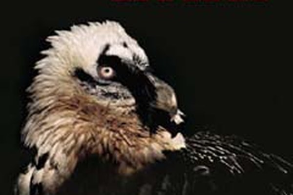 Les 25 ans du projet international sur les gypaètes