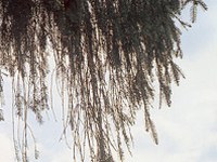 Lancement d'un projet : étude des polluants organiques dans les Alpes