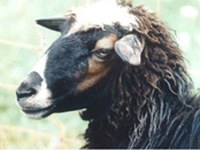 Première rencontre de coordination consacrée au mouton Bovska