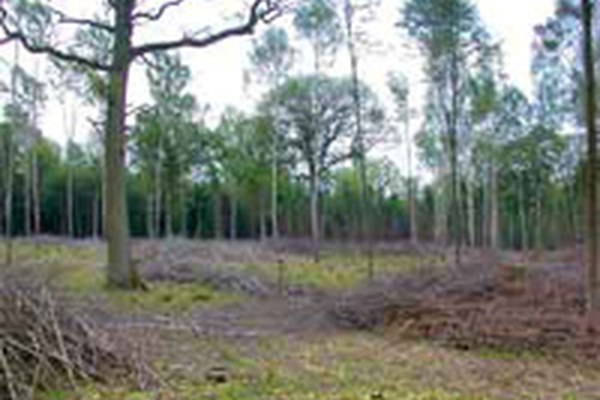 La Bavière lance un programme de protection de la nature en forêt sur une base contractuelle