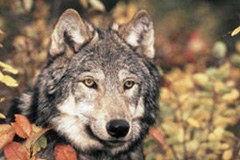 La Suisse et la France mènent la vie dure au loup