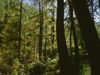 France : un programme pour mille nouvelles chaufferies bois dans les communes