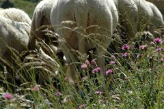 14 alpages sentinelles du changement climatique et des évolutions du milieu pastoral