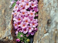 La biodiversité face au changement climatique : protéger ou laisser faire la nature ?