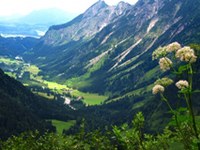 La forêt face au changement climatique