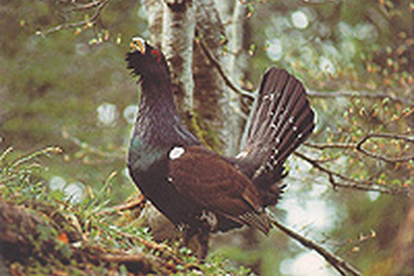 Des " îles écologiques " à la mise en réseau des paysages