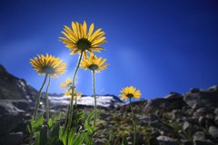 Les plantes souffrent du changement climatique