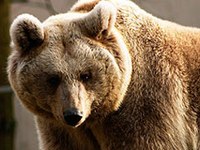 Point de vue de la CIPRA : Plaidoyer pour un ours mort