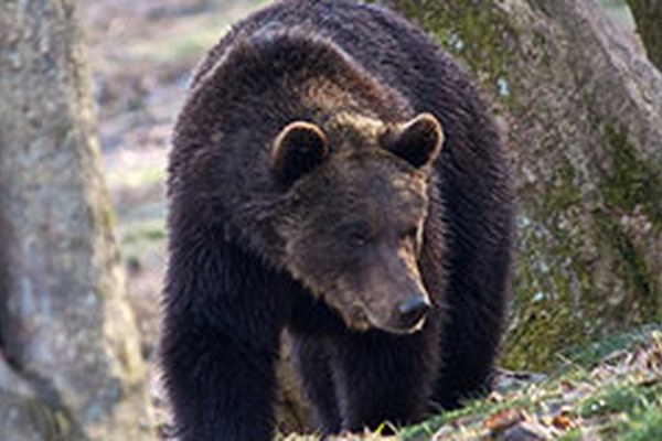La population d'ours augmente dans les Alpes