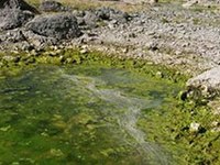 Les parcs nationaux prélèvent les poissons exotiques de leurs eaux