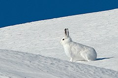 Biodiversité : le stress visible dans les excréments de lièvre