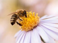 Quelle est la valeur de l'herbe ?
