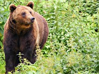 Les Alpes indomptées