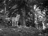 Coadaptation entre humains et loups