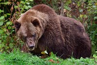 Comment gérer les ours problématiques