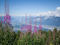 Des Alpes plus vertes et plus chaudes