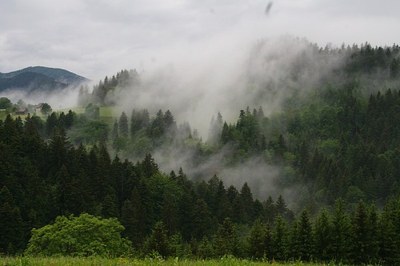 Des forêts de montagne vivantes