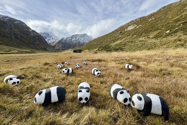 Des pandas relâchés dans les Alpes suisses