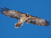 Naissance de poussins en France et en Autriche