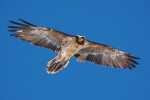 Naissance de poussins en France et en Autriche