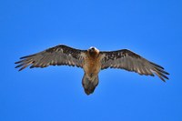 Observer le gypaète barbu