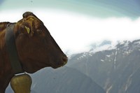 Pâturages d’alpage : loués beaucoup trop cher et pourtant inutilisés