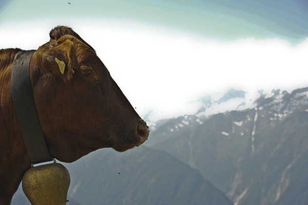 Pâturages d’alpage : loués beaucoup trop cher et pourtant inutilisés