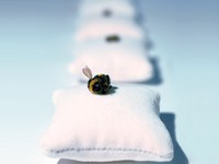 Petite abeille, grands effets