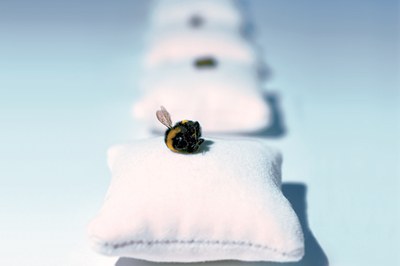 Petite abeille, grands effets