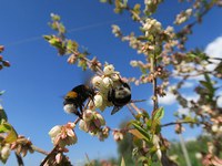 Un plaidoyer pour les abeilles sauvages