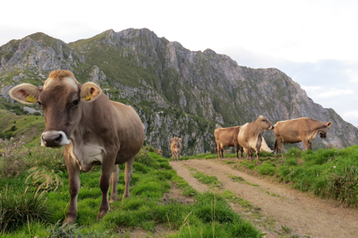 Valoriser la qualité des produits de montagne