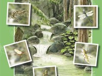 Les invertébrés aquatiques de torrents de montagne - Clé de détermination