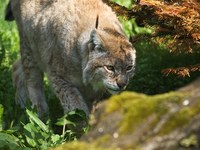 La lince (Lynx lynx)