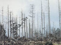 L'effetto protettivo dei boschi dopo un'infestazione da bostrico