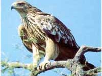 Gemellaggio tra Alpi e Carpazi