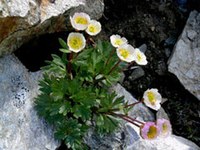 Il cambiamento del clima riduce la biodiversità