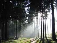 Reti forestali per lo scambio di sapere