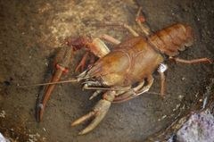 Più di 10.000 specie invasive in Europa