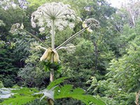 11.000 specie invasive presenti in Europa