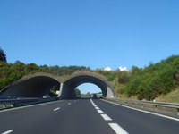 Via libera per cervi e linci nel corridoio Alpi-Carpazi