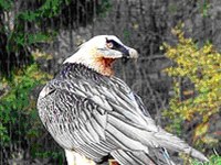 Prima nascita di un gipeto nelle Alpi occidentali italiane