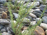 La Myricaria germanica è causa di un reclamo UE contro l'Austria