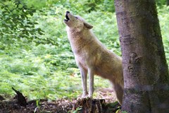 Il lupo ritorna nei suoi antichi territori nelle Alpi